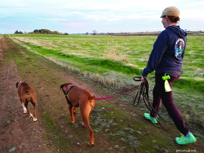 Train Your Dog for Safe Off‑Leash Walks: A Complete Guide