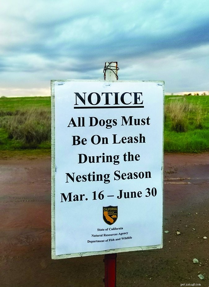 Train Your Dog for Safe Off‑Leash Walks: A Complete Guide