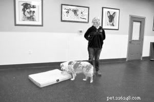 Master Mat Training: Teach Your Dog to Lie Down and Stay on Cue