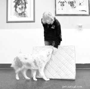 Master Mat Training: Teach Your Dog to Lie Down and Stay on Cue