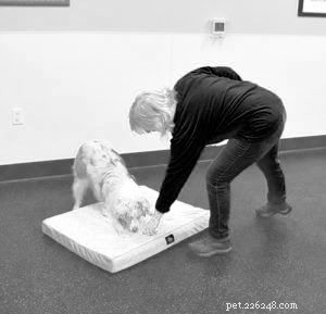 Master Mat Training: Teach Your Dog to Lie Down and Stay on Cue
