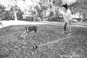 Keep Your Dog Active and Happy This Winter: Proven Strategies