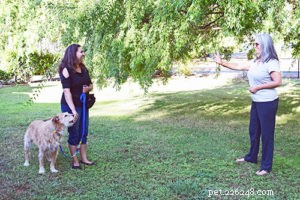 Invisible Reinforcement Training: Boosting Compliance Without Overbearing Oversight