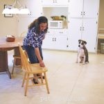 Train Your Dog to Play Nose Games: From Simple Treat Hiding to Advanced Search Skills