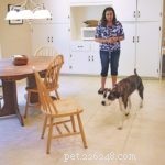 Train Your Dog to Play Nose Games: From Simple Treat Hiding to Advanced Search Skills