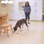 Train Your Dog to Play Nose Games: From Simple Treat Hiding to Advanced Search Skills