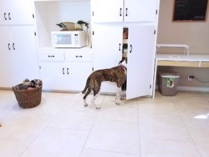 Train Your Dog to Play Nose Games: From Simple Treat Hiding to Advanced Search Skills