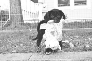 Kickstart Your Puppy’s Success: Essential Early Training Tips