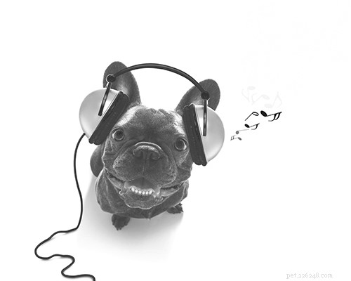 Professional Audio Tools for Conditioning Your Dog’s Hearing