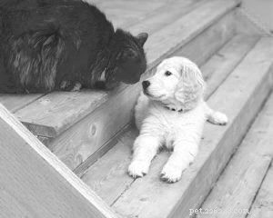Harmony in Multi-Species Homes: Expert Tips for Coexistence