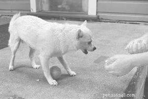 How to Train Your Puppy to Stop Nipping and Chewing: Teach Them  Leave It Alone 