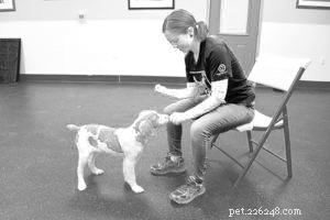 How to Train Your Puppy to Stop Nipping and Chewing: Teach Them  Leave It Alone 