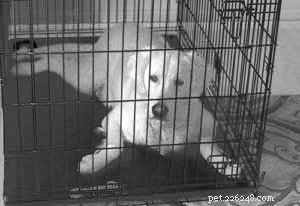 The Complete Guide to Dog Crates: Benefits, Best Practices & Common Misconceptions