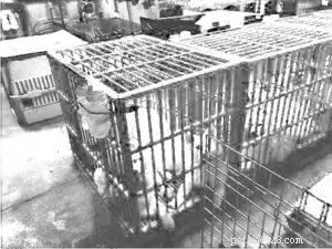 The Complete Guide to Dog Crates: Benefits, Best Practices & Common Misconceptions