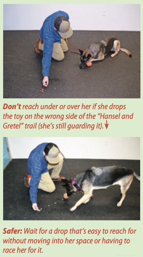 Safe Dog Trading: Step‑by‑Step Guide to Teaching Your Dog to Exchange Items