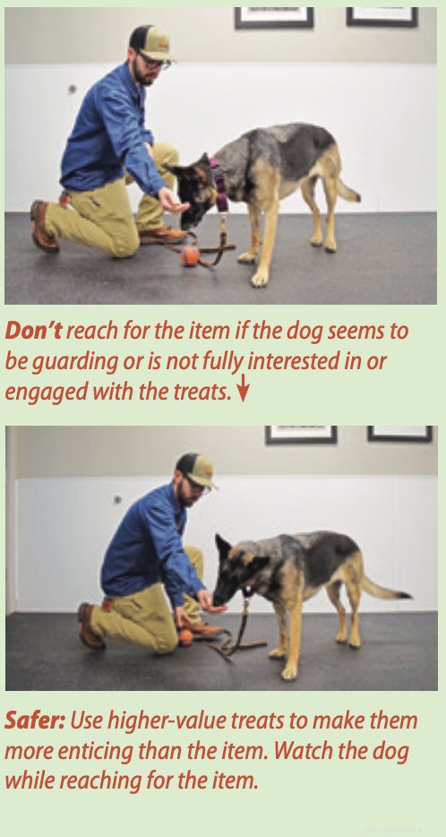 Safe Dog Trading: Step‑by‑Step Guide to Teaching Your Dog to Exchange Items