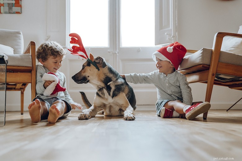 Keeping Your Dogs Safe and Happy During the Holidays