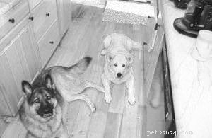 Quarantrain Your Dog: Effective Home Training Tips for a Happy Pet