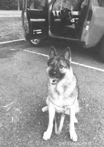 Quarantrain Your Dog: Effective Home Training Tips for a Happy Pet