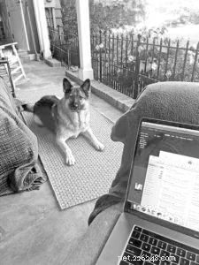 Quarantrain Your Dog: Effective Home Training Tips for a Happy Pet