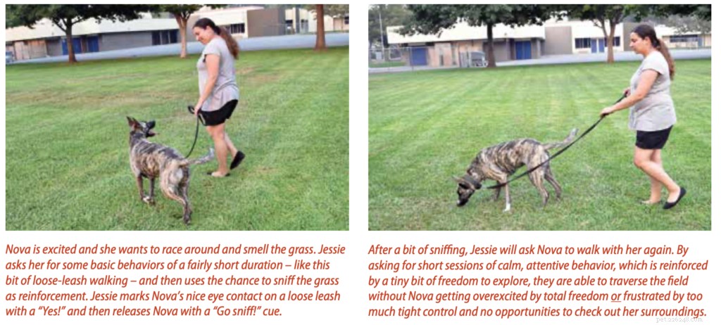 Effective Positive Reinforcement Training Without Treats: Proven Techniques