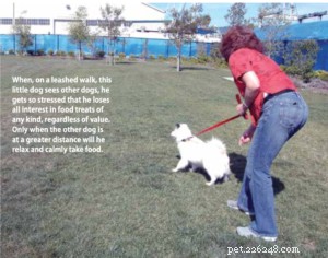 Effective Positive Reinforcement Training Without Treats: Proven Techniques