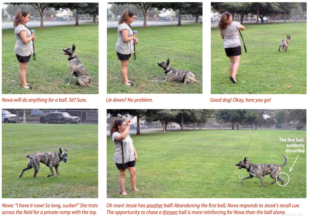 Effective Positive Reinforcement Training Without Treats: Proven Techniques