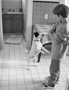 Dog Tethers 101: Safe & Effective Use for Training
