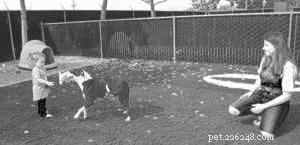 How to Prepare Your Family for a New Dog: A Step-by-Step Guide