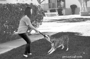 Transform Dog Training: Embrace Positive, Science‑Based Methods
