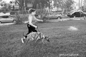 Transform Dog Training: Embrace Positive, Science‑Based Methods