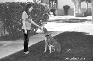 Transform Dog Training: Embrace Positive, Science‑Based Methods