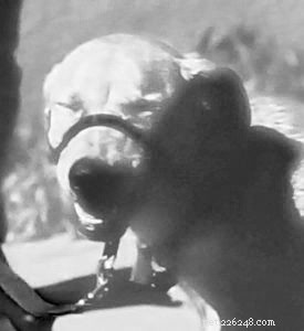 Transform Dog Training: Embrace Positive, Science‑Based Methods