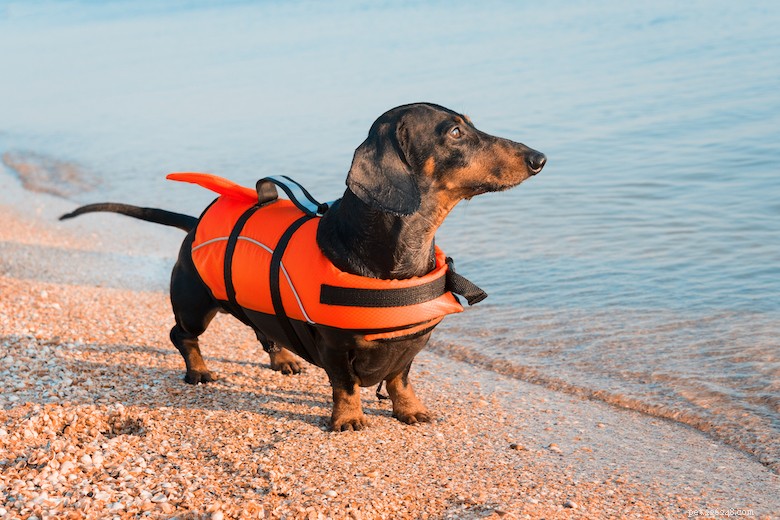 How to Safely Get Your Dog to Wear a Life Jacket