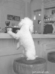 Stop Counter‑Surfing: Proven Strategies to Keep Your Dog from Stealing Food