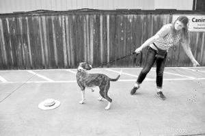 Stop Counter‑Surfing: Proven Strategies to Keep Your Dog from Stealing Food