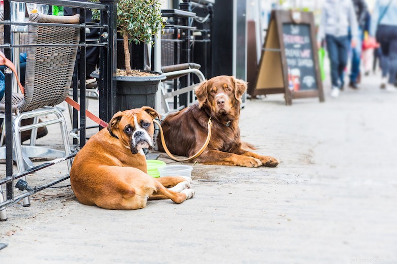 Train Your Dog to Be a Polite Dining Companion: A Step‑by‑Step Guide