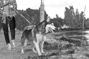 4 Proven Ways to Make Dog Walking More Enjoyable