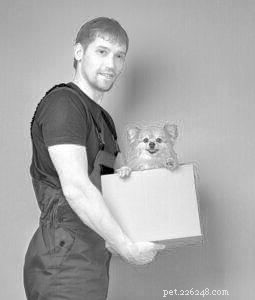 Safe & Gentle Dog Handling: The Proper Way to Pick Up Your Pet