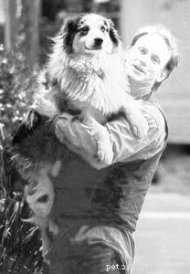 Safe & Gentle Dog Handling: The Proper Way to Pick Up Your Pet