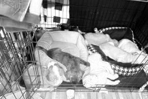 Should Your New Puppy Sleep With You? Expert Guidance
