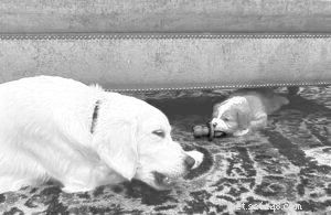 5 Proven Ways to Smoothly Introduce a New Puppy to Your Existing Dog