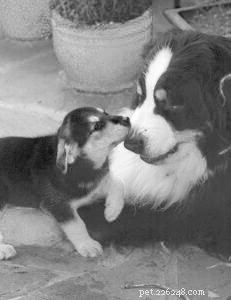 5 Proven Ways to Smoothly Introduce a New Puppy to Your Existing Dog