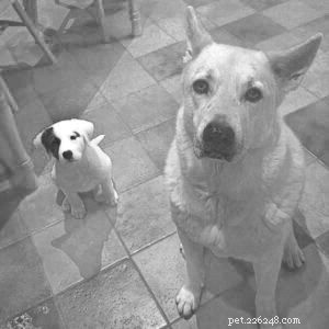 5 Proven Ways to Smoothly Introduce a New Puppy to Your Existing Dog