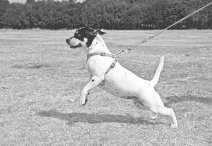 Understanding Reactive Dog Behavior: Causes, Signs & Solutions
