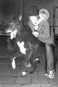 Understanding Reactive Dog Behavior: Causes, Signs & Solutions