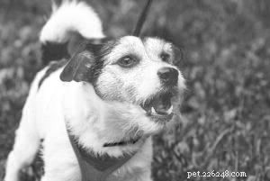 Understanding Reactive Dog Behavior: Causes, Signs & Solutions