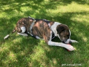 How to Use a Dog Car Harness: A Step‑by‑Step Guide for Safer Road Trips