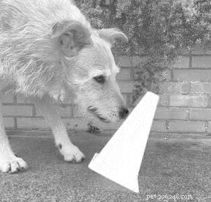 Advanced Dog Training: Mastering Beyond Basic Skills