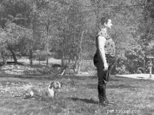 Advanced Dog Training: Mastering Beyond Basic Skills